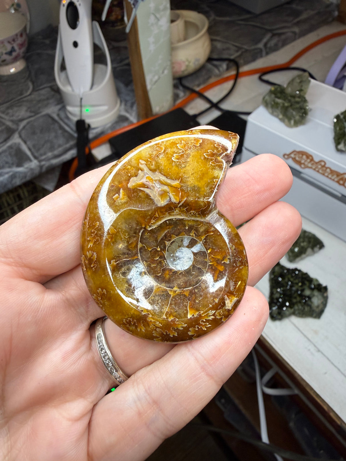 Polished Ammonite Crystal