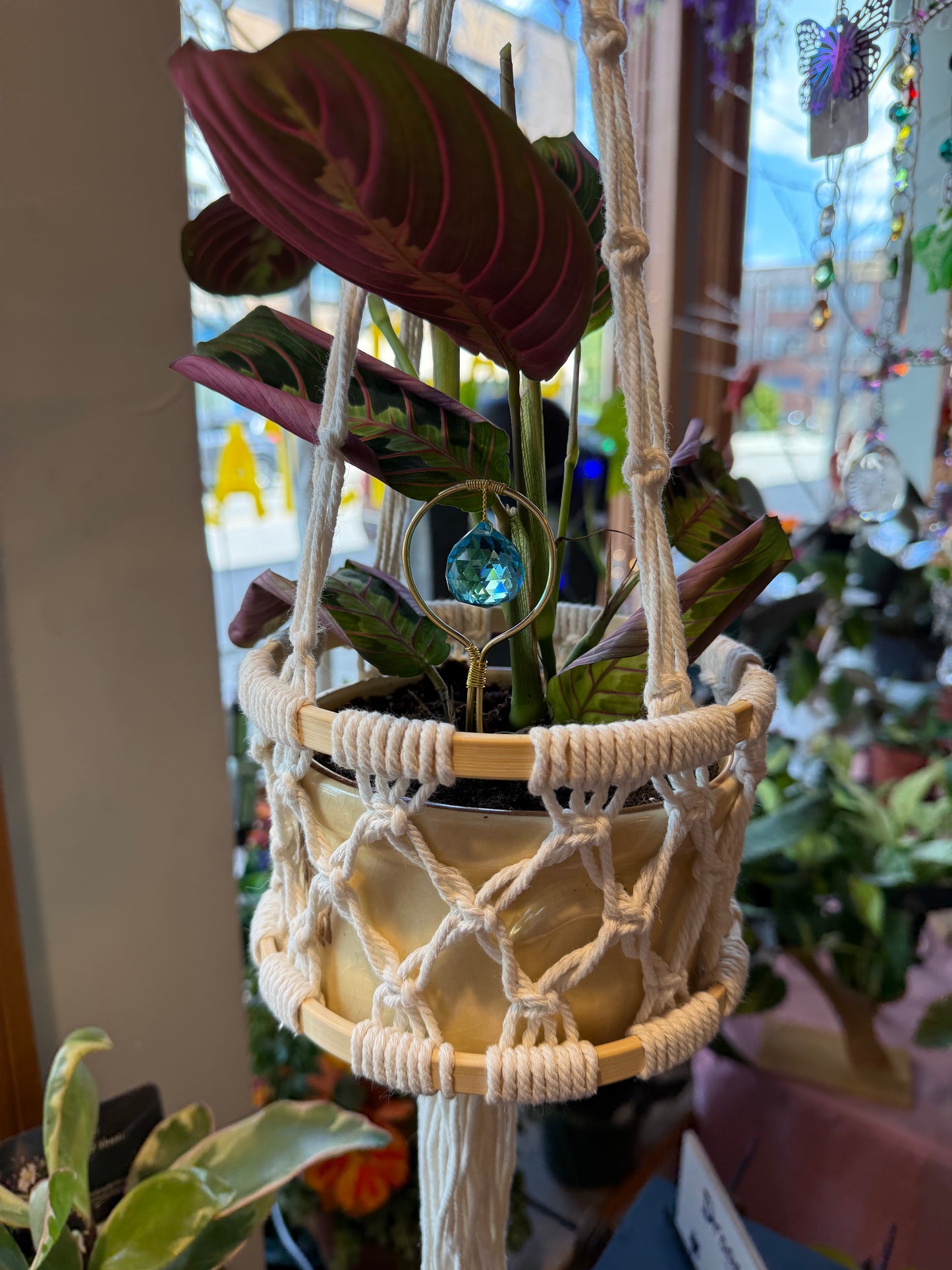 Red Prayer Plant Hanging Planter PLANT