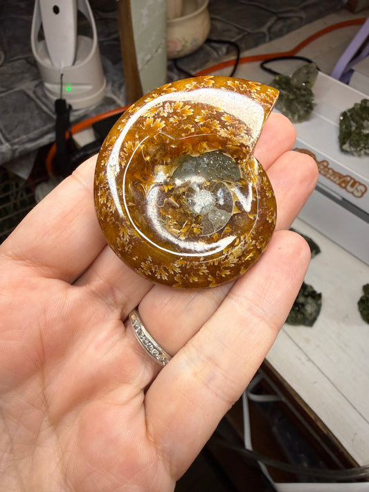 Polished Ammonite Crystal