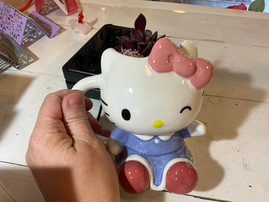 Hello Kitty Cup w Succulent