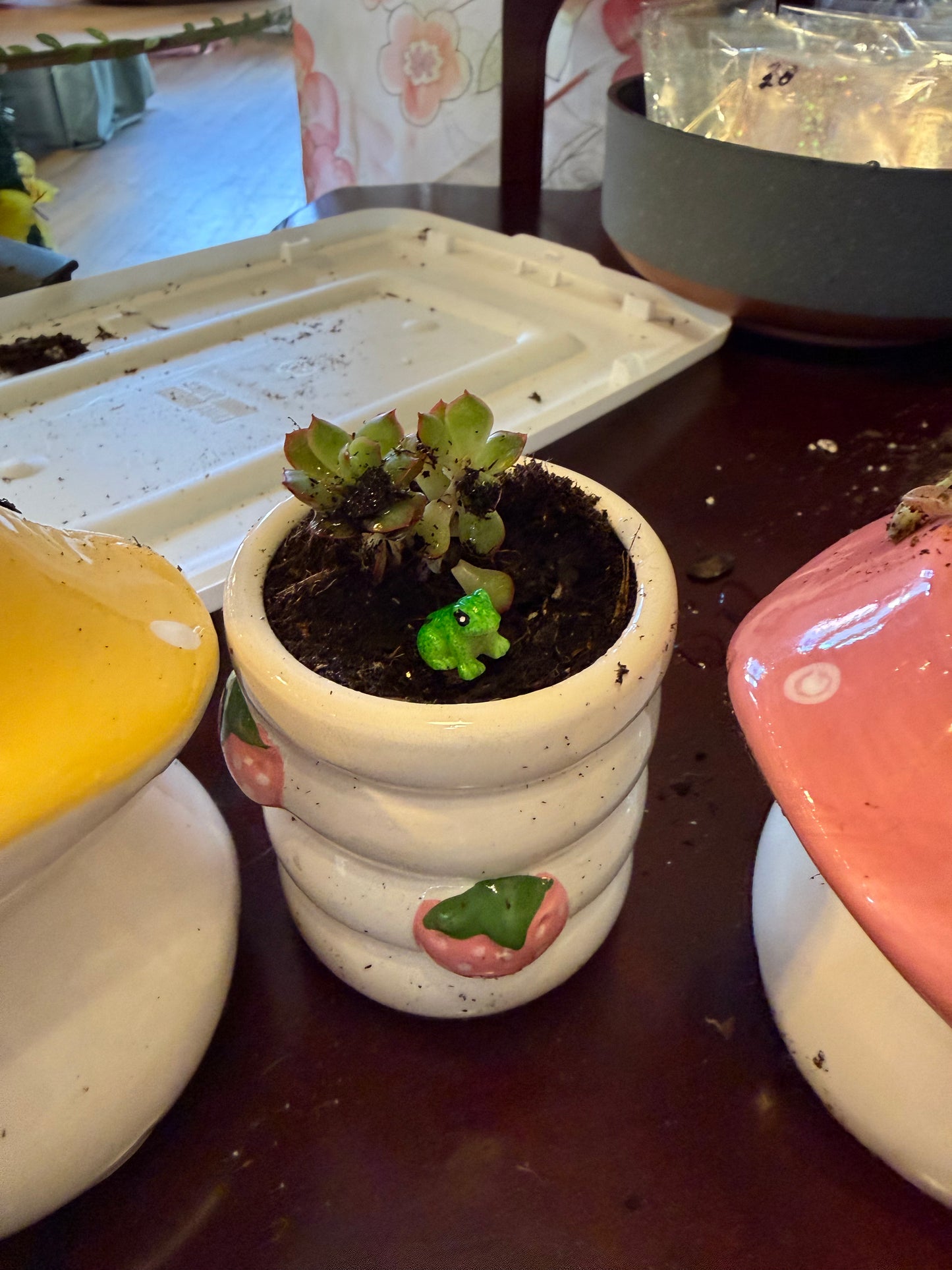 Mini Succulent Planter Strawberries PLANT