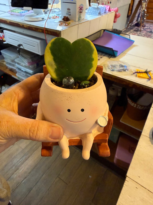 Plant Rocking w Hoya Kerri Sweetheart