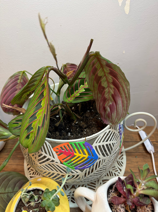 Giant Metal Cup Planter w Prayer Plant